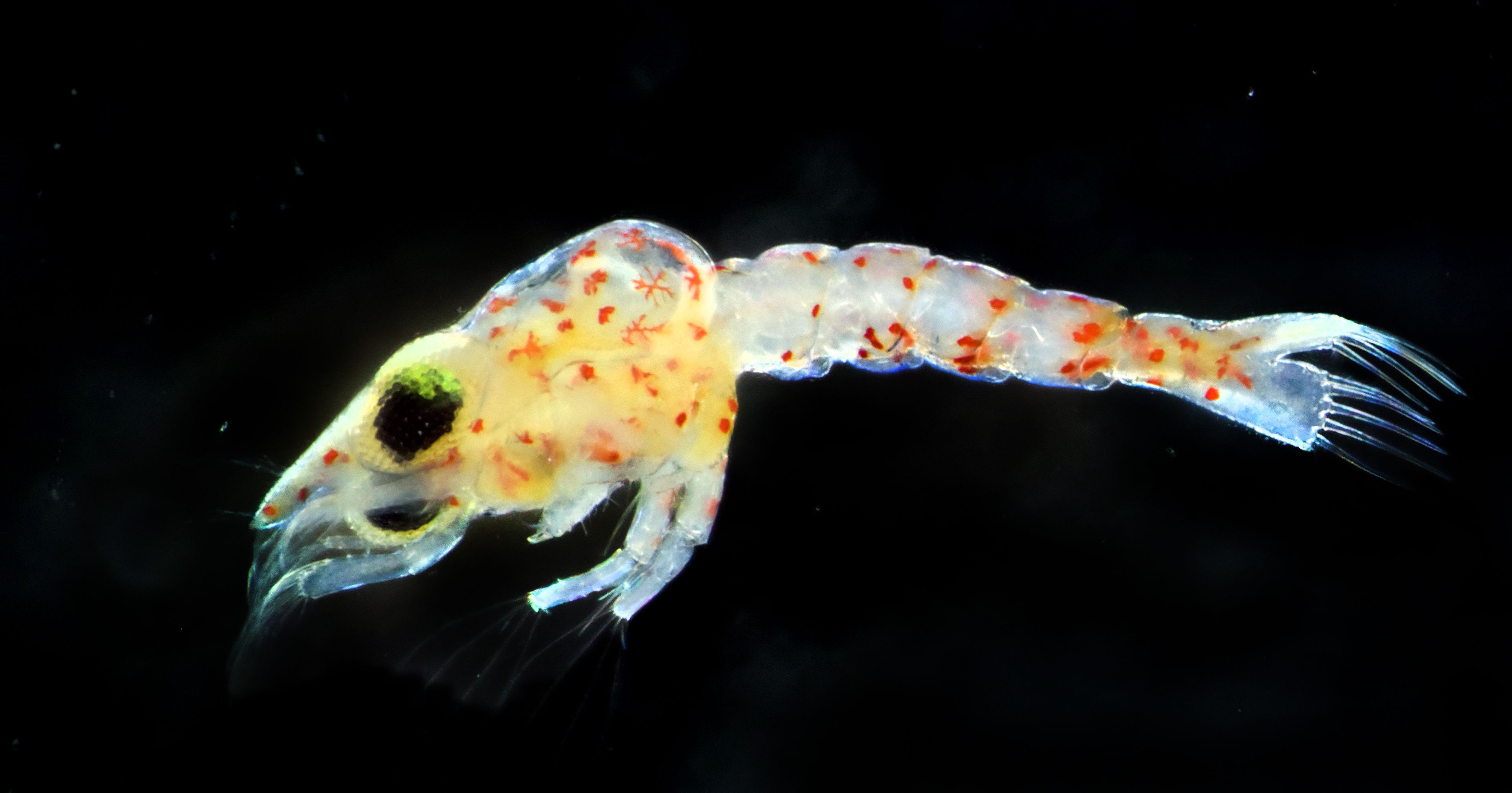crab larvae microscopic